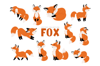 Funny fox set