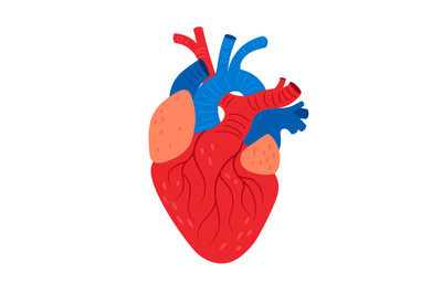 Anatomical heart cartoon icon