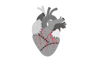 Anatomical organ, heart with stitches