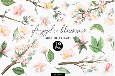 Apple blossom spring clipart