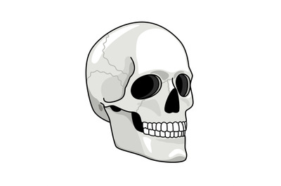 Simple skull. Smiling skulls vector illustration for pirates darkness