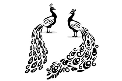 Monochrome peacock. Hand drawn peecoock isolated black silhouette on w