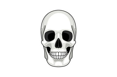 Skull bone face. Gray cartoon smiling cute human skeleton head isolate