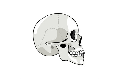 Skull profile. Gray skulls picture on white background, halftone anato