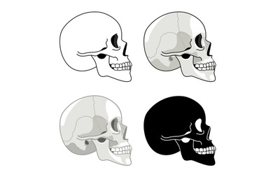 Skull profile. Detailed anatomy and halftone silhouette skulls, skelet