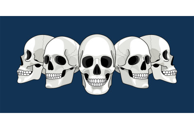 Skull head profile. Human skulls profiles picture, front and side scul