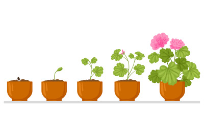 Cartoon plant growth process, flower seed, sprout growing into flower.