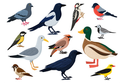 Cartoon city birds&2C; sparrow&2C; tit&2C; pigeon and crow. European colorful b