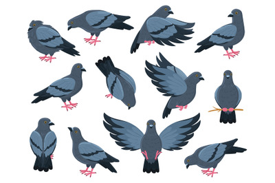 Cartoon rock doves bird, city pigeon birds. Flying, walking and sittin