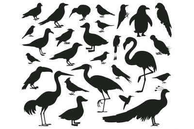 Cartoon birds silhouettes, black pigeon, toucan and parrot characters.