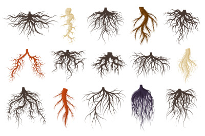 Plants roots systems, growing fibrous trees roots. Underground plants