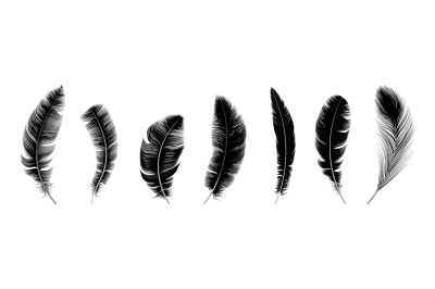 Realistic black feathers. Birds feather&2C; quill swan or crow plumage el