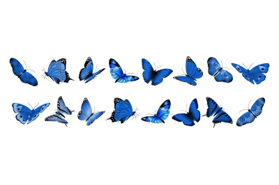 Realistic blue butterflies. Flying butterfly&2C; isolated bright insects