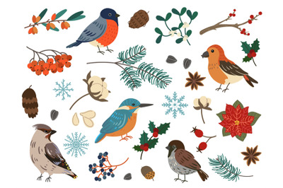 Winter birds and botanical elements. Forest and city feathered charact