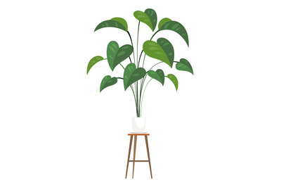 Big leaves house plant. Potted home decoration