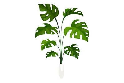 Monstera in pot. Exotic tropical plant as house decoration