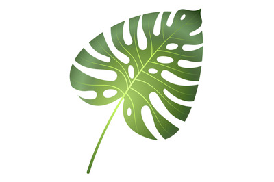 Monstera leaf icon. Tropical forest plant. Jungle palm