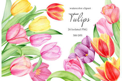 Watercolor tulips clipart. Hand painted spring pink, red tulips PNG