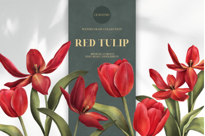 Red tulip flowers. Hand drawn watercolor clipart set.