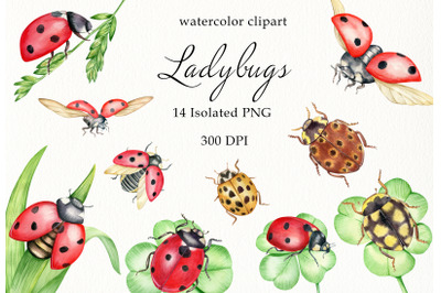 Watercolor Ladybugs Clipart, Bug, Coccinellidae, Bug Catching, Beetles