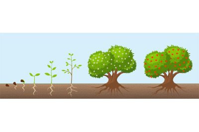 Tree growth cycle. Natural farming, trees grows and blooming. Growing