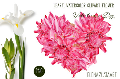 Valentines Day Heart watercolor  flower clipart.