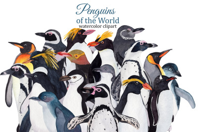 Penguins watercolor clipart, winter birds PNG