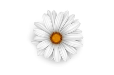 camomile flower vector