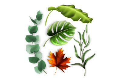 Forest Tree And Tropic Bush Leaves Set Vector