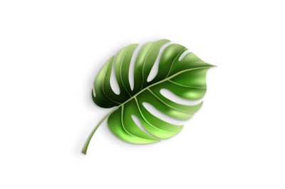 Polyester Tropical Palm Floral Tree Leaf Vector