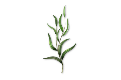 Rosemary Branch Natural Culinary Ingredient Vector