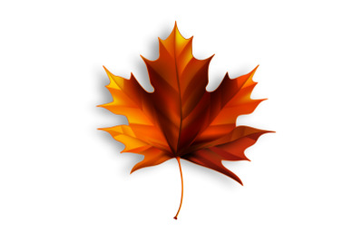 Maple Leaf Autumn Season Natural Foliage Vector