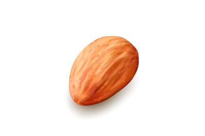 Almond Nut Kernel Delicious Natural Food Vector