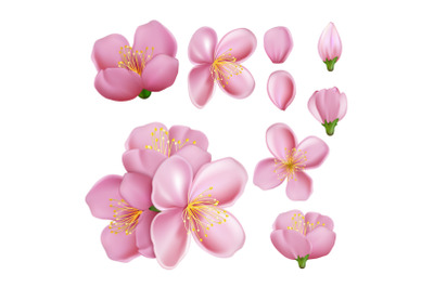 sakura flower blossom branch vector