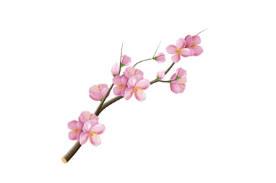 sakura branch flower blossom vector