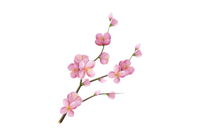 sakura flower branch blossom vector