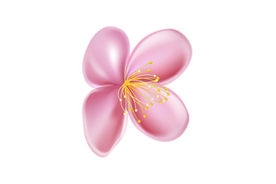 sakura flower cherry vector