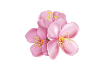 sakura flower cherry vector