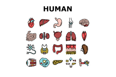 Human Internal Organ Anatomy Icons Set Vector