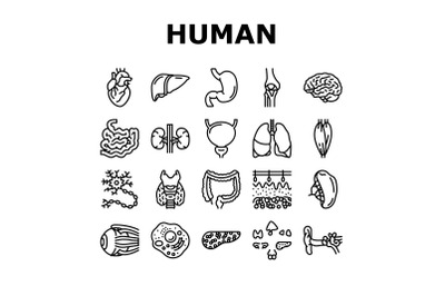 Human Internal Organ Anatomy Icons Set Vector