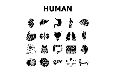 Human Internal Organ Anatomy Icons Set Vector