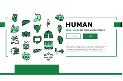 Human Internal Organ Anatomy Landing Header Vector