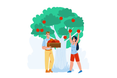 Man And Woman Harvesting Apples In Orchard Vector