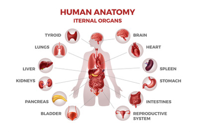 Body internal organs. Woman body anatomy with stomach and kidneys&2C; hea