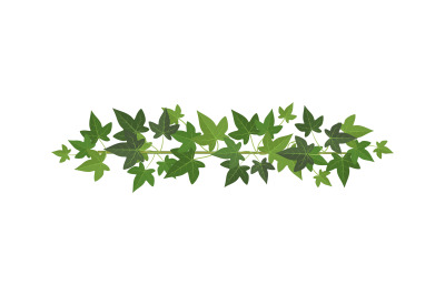 Green ivy. Wall climbing plant decoration, design element, organic bot