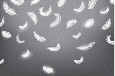 Falling feather background. Realistic 3d fluffy bird plumage for adver