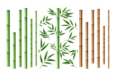 Realistic bamboo stick. Brown and green tree branch and stems with lea