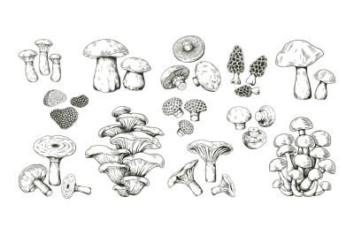 Mushroom sketch. Realistic hand drawn outline edible forest product. C