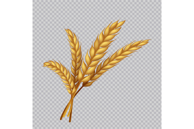 Wheat grain. Realistic golden ears of barley or rye. Agricultural plan