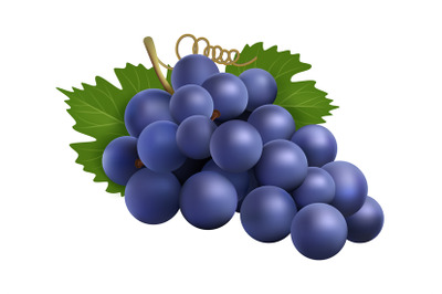 Realistic grape bunch. Black winery grapes, isolated 3d plant with ber